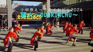 踊人～ODORINCHU～　小田原えっさホイおどり　にぎわい広場　12月1日（日）