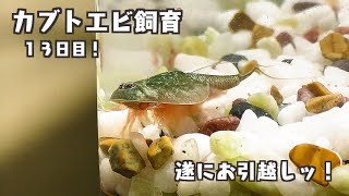 【カブトエビ飼育】遂に引っ越し！・・アクアリウムらしくなってきた、孵化13日目の節目と、5日目のカブトエビ。