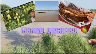 Mango Farming And River At Ali Pur Visit #bunnybadshah #explore #mango #farming #travel #fish part 1