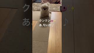 ペキニーズ　モモ14歳　おむかえ出来るよ　#ペキニーズ #pekingese   ♯shorts  ♯Dog ♯老犬