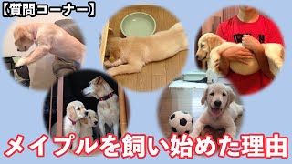 【質問コーナー】メイプルを飼い始めた理由とメイプルの名前の由来！今日はメイプル10歳の誕生日！