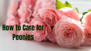 How to Care for Peonies: Growing Beautiful, Long Lasting Blooms