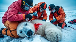 A rescue team saves a critically injured polar bear, giving her hope and a second chance at life.#ai