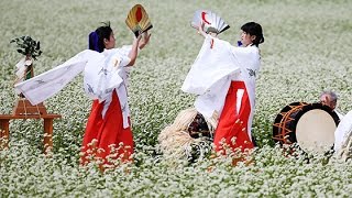 満開ソバ畑で幻想の舞　福島で松前神楽披露