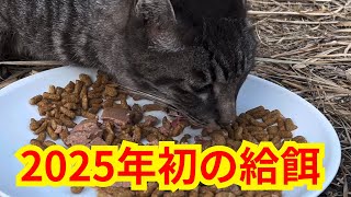 2025年初の給餌　冬の猫のあったか朝ごはん　First feeding in 2025 Warm breakfast for cats in winter