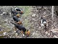 Merrimack Valley Beagle Club SPO Field Trial April 22, 2023