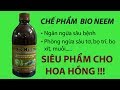 Phòng và trị bệnh cho hoa hồng cực hiệu quả từ chế phẩm vi sinh Bio Neem