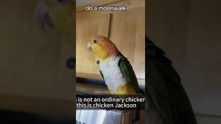 Funny moments of a cheerful parrot😂🤣