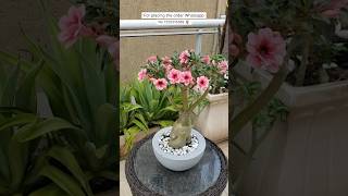 Rare Thailand Imported Adenium Plant Online Shopping 🪴 #adenium #plants #flowers #gardening