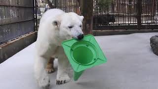 しろくまピースが緑色のコーンに目覚めた日　とべ動物園にて。