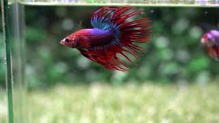 Betta USA TI 938 – Live Betta Fish Halfmoon  Crowntail Male The Mascot 30