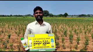 IFFCO NANO UREA demonstration on chilly crop-- Ippalapally vill, Thimmajipet Mandal