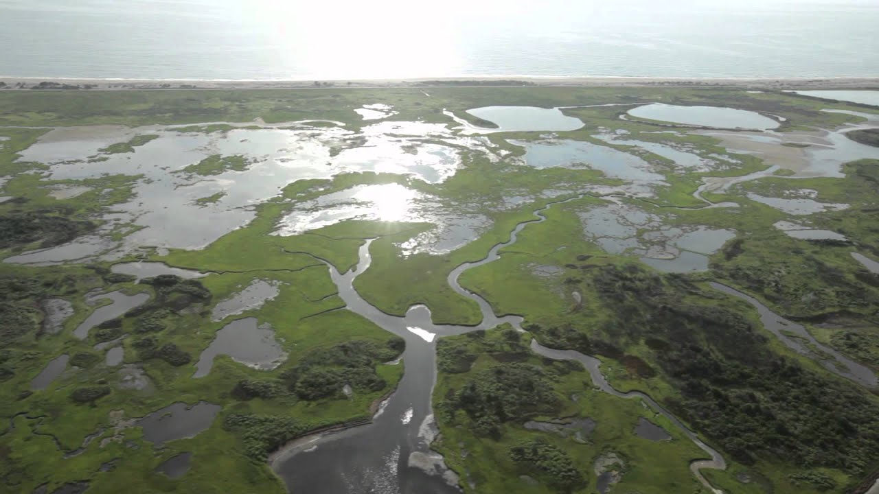 Estuarine Ecology - YouTube