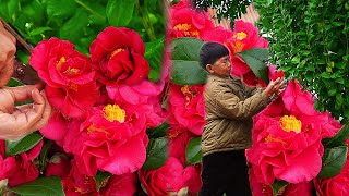 烂红如火的山茶花，清冷中开的热闹。把花揉进饼里，在炭火中清香四溢