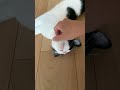 なでられたくてへそ天しちゃう猫 猫 cat shorts