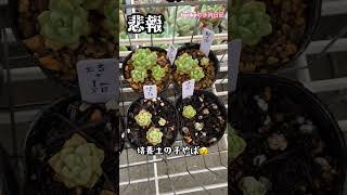 土実験のプロリフィカが〜😭#多肉植物 #succulent #プロリフィカ