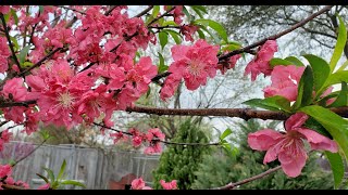 'Red Baron' Peach Tree 🍑 Full bloom + Four Leaf Clover on St. Patrick's Day !