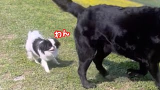 子犬が初めてドッグランに行ったら楽しすぎてこうなりました笑