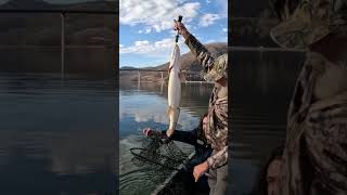 Nice musky I put him on 2 musky #fishing #wv #musky