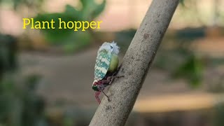 Plant hopper walking #planthopper #nature #life