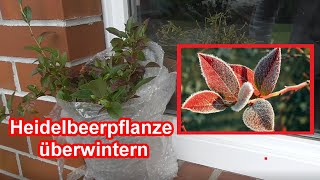 Heidelbeeren richtig überwintern im Topf \u0026 Kübel - Heidelbeer Pflanzen Überwinterung im Winter