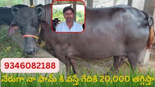 నేరుగా మా ఫామ్ కి వస్తే 20000 తగ్గిస్తా 9346082188 తక్కువ ధరలో ముర్రా జాతి గేదెలు అమ్మబడును