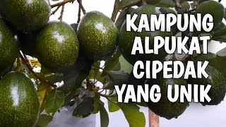 Cipedak Avocado Village, One House One Avocado Tree !! Eps. 36