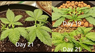 How I Grow! -S1E4- LST, Topping, and Veg Nutrients