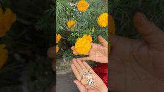 ଗେଣ୍ଡୁ ମଞ୍ଜି ଏହିପରି ରଖନ୍ତୁ 🌸 #garden #tips #marigold #care #viral #short #odia