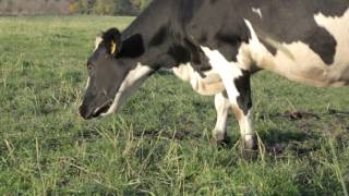 Them Andelsmejeri - organic single farm milk Sommerbjerg