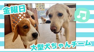 【犬の幼稚園】紫竹山店🐾金曜日の大型犬ちゃんチーム🐾