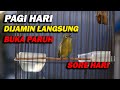 PANCINGAN PLECI NEMBAK PAGI HARI , TERAPI PLECI BELAJAR BUKA PARUH TERBAIK !!!!