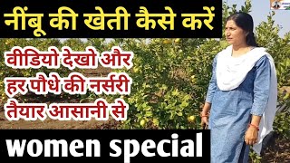 #kvkkawardhacg नींबू की खेती कैसे करें।। nimbu Ki Kheti kaise karen।।how to start lemon farming