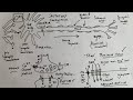 A Level Biology - NERVES and action potentials / nerve impulses