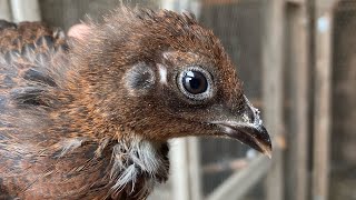 3 week old Pheasant x Chicken hybrid