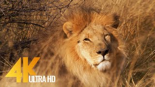 Lions in 4K 10 bit color - African Wild Animals - 5 HRS