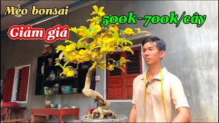 Nhà vườn Méo bonsai tiếp tục giảm giá mai bonsai mi ni độc lạ 500k-700k/cây-@Bayxunau