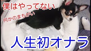 自分のおならにびっくりしてしまうショコラ犬【チワワ】