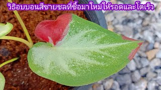 วิธีอบบอนสีชายชลที่ซื้อมาใหม่ ให้รอดและโตเร็ว