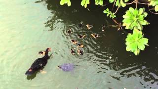 2014.10.27~高雄中央公園~新生12隻小鴨 (2014.10.27~ Kaohsiung Central Park~ 12 newborn ducklings)