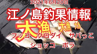 【江ノ島】2021/6/20 大漁！クロダイも釣れました。