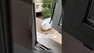 This man rescued a helpless seagull, and then this happened #animalshorts #shortvideo