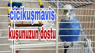 @cicikusmavis5575  kuşunuzun dostu #cicikuş #babacık #aşkım #öpücük #budgie