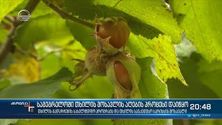 სამეგრელოში, თხილის მოსავლის აღების პროცესი დაიწყო