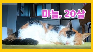 20살 마늘옹의 이별예고편  #뇌종양 #치매증상 #노묘