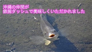 水門のティラピア