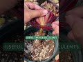 tips for succulents 多肉植物 다육이들 suculentas