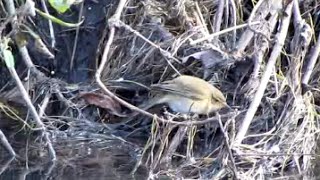 Common Chiffchaff (Phylloscopus collybita)