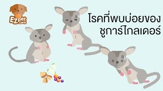 EZ pet care [by Mahidol] โรคที่พบบ่อยของชูการ์ไกลเดอร์