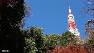 【4K】芝公園もみじ谷03・東京タワーと青空ともみじ（2020年12月20日）